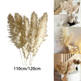 Maxbell Long Dried Pampas Grass Decor for Vase Fluffy bouquet Arrangement