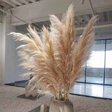 Maxbell Long Dried Pampas Grass Decor for Vase Fluffy bouquet Arrangement