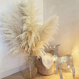Maxbell Long Dried Pampas Grass Decor for Vase Fluffy bouquet Arrangement