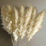 Maxbell Long Dried Pampas Grass Decor for Vase Fluffy bouquet Arrangement