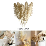 Maxbell Long Dried Pampas Grass Decor for Vase Fluffy bouquet Arrangement
