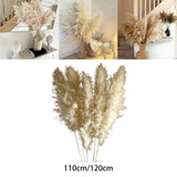 Maxbell Long Dried Pampas Grass Decor for Vase Fluffy bouquet Arrangement