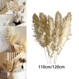 Maxbell Long Dried Pampas Grass Decor for Vase Fluffy bouquet Arrangement