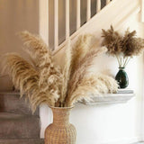 Maxbell Long Dried Pampas Grass Decor for Vase Fluffy bouquet Arrangement