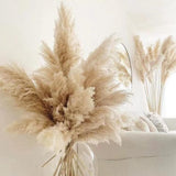 Maxbell Long Dried Pampas Grass Decor for Vase Fluffy bouquet Arrangement