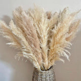 Maxbell Long Dried Pampas Grass Decor for Vase Fluffy bouquet Arrangement