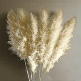 Maxbell Long Dried Pampas Grass Decor for Vase Fluffy bouquet Arrangement