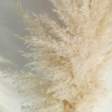 Maxbell Long Dried Pampas Grass Decor for Vase Fluffy bouquet Arrangement