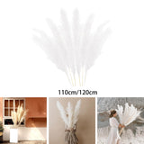 Maxbell White Dried Pampas Grass Natural Dried for Party Wedding Decor Vase 7pcs Small