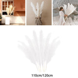 Maxbell White Dried Pampas Grass Natural Dried for Party Wedding Decor Vase 7pcs Small