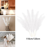 Maxbell White Dried Pampas Grass Natural Dried for Party Wedding Decor Vase 7pcs Small