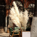 Maxbell White Dried Pampas Grass Natural Dried for Party Wedding Decor Vase 6pcs Large