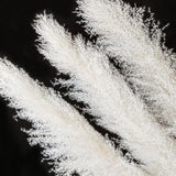 Maxbell White Dried Pampas Grass Natural Dried for Party Wedding Decor Vase 6pcs Large