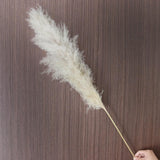 Maxbell White Dried Pampas Grass Natural Dried for Party Wedding Decor Vase 6pcs Large