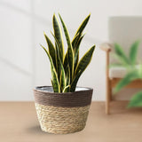 Maxbell Straw Planter Basket with Liners Plant Containers for Grocery M