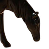Maxbell 3Pcs Resin Small Horse Miniatures Figurines Micro Animal Statues for Desktop Black