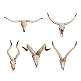 Maxbell Resin Long Horned RAM Decor Skull Wall Mount Skull Decor for Home Office A 77.5x32x12cm