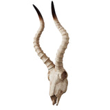Maxbell Resin Long Horned RAM Decor Skull Wall Mount Skull Decor for Home Office C 56.5x21.5x13cm