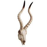 Maxbell Resin Long Horned RAM Decor Skull Wall Mount Skull Decor for Home Office C 56.5x21.5x13cm