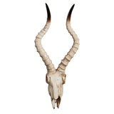 Maxbell Resin Long Horned RAM Decor Skull Wall Mount Skull Decor for Home Office C 56.5x21.5x13cm