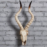 Maxbell Resin Long Horned RAM Decor Skull Wall Mount Skull Decor for Home Office C 56.5x21.5x13cm