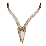 Maxbell Resin Long Horned RAM Decor Skull Wall Mount Skull Decor for Home Office E 48x35x22.5cm