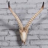Maxbell Resin Long Horned RAM Decor Skull Wall Mount Skull Decor for Home Office E 48x35x22.5cm