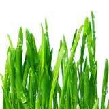 Maxbell Cats Grass Sprouter Tray with Drain Holes for Garden Greens Greenhouse Blue Orange