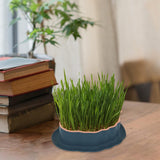 Maxbell Cats Grass Sprouter Tray with Drain Holes for Garden Greens Greenhouse Blue Orange