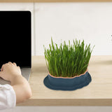 Maxbell Cats Grass Sprouter Tray with Drain Holes for Garden Greens Greenhouse Blue Orange