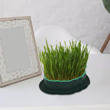 Maxbell Cats Grass Sprouter Tray with Drain Holes for Garden Greens Greenhouse Green