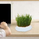 Maxbell Cats Grass Sprouter Tray with Drain Holes for Garden Greens Greenhouse White Color Orange
