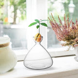 Maxbell Hydroponic Bottle Decoration Art Flowerpot Crafts Bulb Seeds Starter Vase