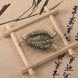 Maxbell Trilobites Ornament for Kids Mini Trilobite Decor for Cafe Shelf Living Room