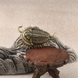 Maxbell Trilobites Ornament for Kids Mini Trilobite Decor for Cafe Shelf Living Room
