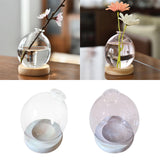 Maxbell Hydroponic Plant Pot Home Desk Desktop Glass Planter for Shelf Patio Balcony Clear