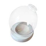 Maxbell Hydroponic Plant Pot Home Desk Desktop Glass Planter for Shelf Patio Balcony Clear