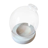 Maxbell Hydroponic Plant Pot Home Desk Desktop Glass Planter for Shelf Patio Balcony Clear
