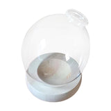 Maxbell Hydroponic Plant Pot Home Desk Desktop Glass Planter for Shelf Patio Balcony Clear