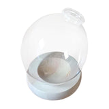Maxbell Hydroponic Plant Pot Home Desk Desktop Glass Planter for Shelf Patio Balcony Clear