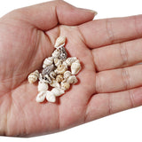Maxbell 100x Sea Shells Natural Seashells for Theme Party Vase Fillers DIY Crafts