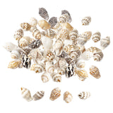 Maxbell 100x Sea Shells Natural Seashells for Theme Party Vase Fillers DIY Crafts