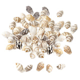 Maxbell 100x Sea Shells Natural Seashells for Theme Party Vase Fillers DIY Crafts