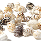 Maxbell 100x Sea Shells Natural Seashells for Theme Party Vase Fillers DIY Crafts