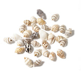 Maxbell 100x Sea Shells Natural Seashells for Theme Party Vase Fillers DIY Crafts