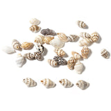 Maxbell 100x Sea Shells Natural Seashells for Theme Party Vase Fillers DIY Crafts