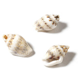 Maxbell 100x Sea Shells Natural Seashells for Theme Party Vase Fillers DIY Crafts