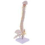 Maxbell Mini 49cm Tall Anatomical Human Vertebral Column with Pelvis & Femur Spine Model Skeleton Collectibles