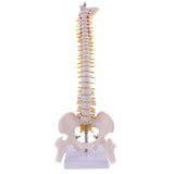 Maxbell Mini 49cm Tall Anatomical Human Vertebral Column with Pelvis & Femur Spine Model Skeleton Collectibles