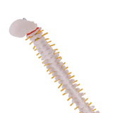 Maxbell Mini 49cm Tall Anatomical Human Vertebral Column with Pelvis & Femur Spine Model Skeleton Collectibles